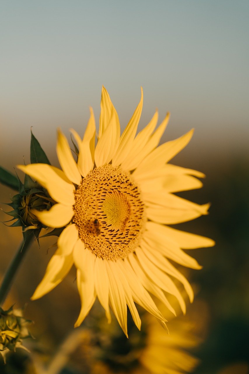 sunflower, nature, bloom, flower wallpaper, flower, summer, beautiful flowers, flower background, yellow, plant